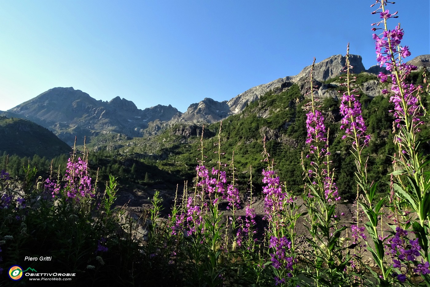 17 Parata di  fiori di camenerio (epilobium angustifolium) con vista vista su Madonnino e Cabianca.JPG -                                